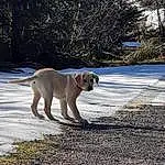 Dog, Dog breed, Tree, Carnivore, Plant, Snow, Fawn, Companion dog, Tail, Snout, Road Surface, Grass, Canidae, Winter, Soil, Shadow, Pug, Freezing, Working Animal
