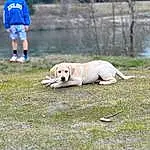 Dog, Water, Carnivore, Dog breed, Fawn, Companion dog, Shorts, Grass, Tree, Lake, Grassland, Retriever, Recreation, Tail, Landscape, Dog Hiking, Adventure, T-shirt