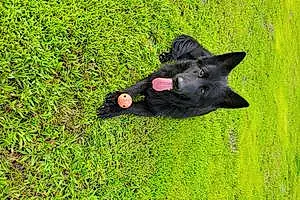 Name German Shepherd Dog Sully