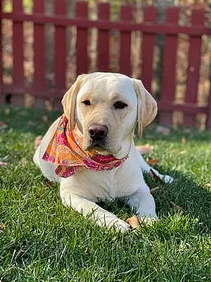 Name Labrador Retriever Dog Ripley