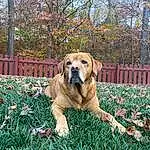 Plant, Dog, Tree, Dog breed, Carnivore, Grass, Fawn, Companion dog, Fence, People In Nature, Groundcover, Lawn, Landscape, Gun Dog, Home Fencing, Flower, Garden, Tail, Autumn