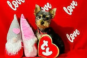 Name Yorkshire Terrier Dog Lilo