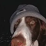 Dog, Dog breed, Carnivore, Liver, Whiskers, Snout, Furry friends, Companion dog, Darkness, Canidae, Working Animal, Gun Dog, Hunting Dog, Hat