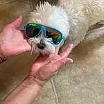 Vision Care, Dog, Sunglasses, Goggles, Carnivore, Eyewear, Finger, Fawn, Companion dog, Dog breed, Snout, Personal Protective Equipment, Whiskers, Electric Blue, Fashion Accessory, Furry friends, Nail, Circle, Toy Dog, Dog Supply