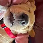 Head, Dog, Dog breed, Carnivore, Human Body, Ear, Whiskers, Collar, Companion dog, Fawn, Working Animal, Snout, Watch, Canidae, Paw, Furry friends, Dog Collar, Wrinkle, Selfie