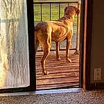 Dog, Window, Dog breed, Wood, Carnivore, Fixture, Fawn, Door, Companion dog, Tints And Shades, Tail, Rectangle, Shade, Art, Canidae, Working Animal, Home Door, Terrestrial Animal