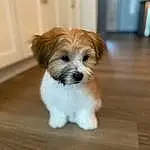 Dog, Dog breed, Carnivore, Liver, Companion dog, Fawn, Wood, Toy Dog, Working Animal, Shih Tzu, Snout, Hardwood, Dog Supply, Canidae, Furry friends, Terrier, Wood Stain, Maltepoo