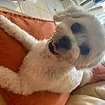 Dog, Dog breed, Working Animal, Carnivore, Toy Dog, Companion dog, Terrier, Comfort, Collar, Small Terrier, Dog Collar, Furry friends, Tail, Canidae, Maltepoo, Bichon, Poodle Crossbreed, Whiskers, Non-sporting Group