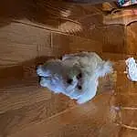 Wood, Hardwood, Dog breed, Dog, Companion dog, Wood Stain, Art, Laminate Flooring, Wood Flooring, Varnish, Tail, Furry friends, Toy Dog, Small To Medium-sized Cats, Plywood, Canidae, Felidae