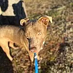 Eyes, Dog, Dog breed, Carnivore, Fawn, Terrestrial Animal, Working Animal, Snout, Rampur Greyhound, Canidae, Collar, Grass, Soil, Adventure, Dog Sports, Electric Blue, Sighthound, Landscape