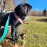 Dog, Plant, Carnivore, Dog breed, Working Animal, Tree, Grass, Water, Collar, Snout, Wood, Trunk, Canidae, Sky, Furry friends, Rock, Guard Dog, Leash, Soil