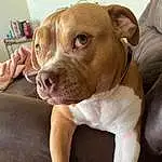 Dog, Ear, Carnivore, Dog breed, Gesture, Liver, Fawn, Companion dog, Whiskers, Working Animal, Collar, Elbow, Canidae, Furry friends, Wrinkle, Flesh, Chest, Non-sporting Group