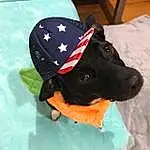 Dog, Cap, Hat, Dog Clothes, Dog breed, Carnivore, Baseball Cap, Dog Supply, Headgear, Fawn, Companion dog, Sun Hat, Personal Protective Equipment, Snout, Costume Hat, Comfort, Electric Blue, Sunglasses, Dog Collar, Fashion Accessory