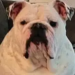Dog, Eyes, Bulldog, Dog breed, Carnivore, Fawn, Companion dog, Wrinkle, Ear, Comfort, Snout, Whiskers, Working Animal, Canidae, Biting, White English Bulldog, Toy Dog, Terrestrial Animal, Non-sporting Group