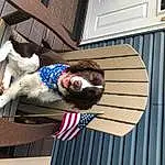 Dog, Window, Wood, Companion dog, Flag Of The United States, Building, Eyewear, Dog breed, Furry friends, Door, Flag, Facade, Fun