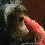Dog, Dog breed, Carnivore, Companion dog, Toy Dog, Liver, Snout, Terrier, Small Terrier, Furry friends, Puppy love, Canidae, Working Animal, Chinese Crested Dog, Bearded Collie, Curtain, Biewer Terrier, Poodle Crossbreed, Cockapoo