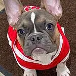 Dog, Dog breed, Carnivore, Collar, Ear, Bulldog, Companion dog, Fawn, Working Animal, Whiskers, Snout, Wrinkle, Canidae, Dog Collar, Terrestrial Animal, Comfort, Carmine, Grass, Non-sporting Group