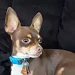 Brown, Dog, Dog breed, Carnivore, Ear, Companion dog, Fawn, Whiskers, Toy Dog, Working Animal, Snout, Canidae, Chihuahua, Russkiy Toy, Collar, Corgi-chihuahua, Puppy, Non-sporting Group, Ancient Dog Breeds