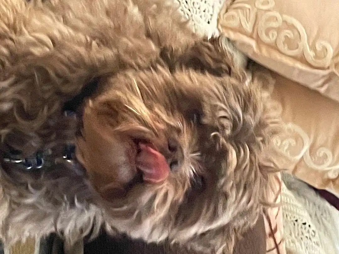 Dog, Dog breed, Carnivore, Liver, Companion dog, Ear, Water Dog, Snout, Toy Dog, Terrier, Canidae, Furry friends, Cockapoo, Working Animal, Labradoodle, Yawn, Terrestrial Animal, Poodle Crossbreed, Non-sporting Group