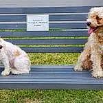 Dog, Water Dog, Dog breed, Carnivore, Companion dog, Toy Dog, Poodle, Dog Collar, Terrier, Grass, Labradoodle, Dog Supply, Poodle Crossbreed, Small Terrier, Furry friends, Canidae, Non-sporting Group, Bichon