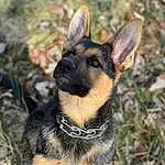 Dog, Carnivore, Dog breed, Fawn, Grass, Collar, Whiskers, Snout, Terrestrial Animal, Companion dog, Plant, Working Animal, Furry friends, Tail, Dog Collar, East-european Shepherd, Working Dog