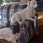 Dog, Comfort, Couch, Carnivore, Grey, Dog Supply, Fawn, Companion dog, Dog breed, Working Animal, Pet Supply, Studio Couch, Tail, Pattern, Canidae, Linens, Gun Dog