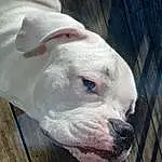 Dog, Eyes, Carnivore, Dog breed, Fawn, Working Animal, Companion dog, Snout, Ear, Terrestrial Animal, Canidae, Wood, Dogo Guatemalteco, Pet Supply, Non-sporting Group, Whiskers, Boxer