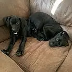 Dog, Comfort, Carnivore, Dog breed, Grey, Working Animal, Liver, Fawn, Companion dog, Snout, Tail, Dog Supply, Couch, Hardwood, Terrestrial Animal, Canidae, Guard Dog, Furry friends