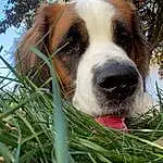 Dog, Dog breed, Carnivore, Plant, Tree, Companion dog, Fawn, Whiskers, Grass, Snout, Canidae, Terrestrial Animal, Ball, Working Dog, Furry friends, Brittany, Sky, Herding Dog, Gun Dog