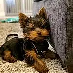 Dog, Dog breed, Carnivore, Liver, Companion dog, Fawn, Toy Dog, Snout, Dog Supply, Furry friends, Canidae, Grass, Small Terrier, Yorkipoo, Couch, Wood, Puppy, Biewer Terrier