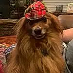Dog, Dog breed, Carnivore, Liver, Companion dog, Snout, Hat, Working Animal, Whiskers, Plant, Cap, Fang, Tartan, Furry friends, Canidae, Pet Supply, Dog Collar, Beard, Plaid