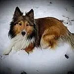 Dog, Shetland Sheepdog, Rough Collie, Snow, Collie, Dog breed, Carnivore, Fawn, Companion dog, Whiskers, Scotch Collie, Snout, Canidae, Furry friends, Winter, Terrestrial Animal, Herding Dog, Working Animal, Working Dog, Ancient Dog Breeds