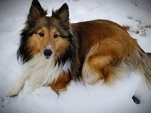Dog, Shetland Sheepdog, Rough Collie, Snow, Collie, Dog breed, Carnivore, Fawn, Companion dog, Whiskers, Scotch Collie, Snout, Canidae, Furry friends, Winter, Terrestrial Animal, Herding Dog, Working Animal, Working Dog, Ancient Dog Breeds