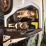 Dog, Vehicle, Carnivore, Automotive Design, Vroom Vroom, Vehicle Door, Automotive Exterior, Companion dog, Auto Part, Machine, Bumper, Dog breed, Dog Supply, Family Car, Trunk, Eyewear, Canidae, Picture Frame, Transport