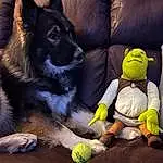 Dog, Toy, Carnivore, Comfort, Companion dog, Dog breed, Stuffed Toy, Ball, Herding Dog, Tennis Ball, Furry friends, Fun, Plush, Working Dog, Guard Dog, Paw, Dog Toy, Linens