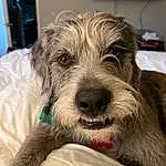 Dog, Dog breed, Carnivore, Companion dog, Working Animal, Whiskers, Snout, Toy Dog, Canidae, Terrier, Furry friends, Small Terrier, Schnauzer, Terrestrial Animal, Leash, Puppy, Non-sporting Group, Puppy love