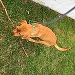 Dog, Carnivore, Collar, Dog breed, Grass, Fawn, Pet Supply, Tail, Dog Collar, Leash, Working Animal, Companion dog, Terrestrial Animal, Dog Supply, Canidae, Liver, Plant, Non-sporting Group
