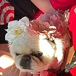 Dog, Dog breed, Carnivore, Companion dog, Pink, Fawn, Toy Dog, Snout, Dog Supply, Furry friends, Canidae, Wrinkle, Event, Dog Clothes, Working Animal, Shih Tzu, Puppy love, Non-sporting Group