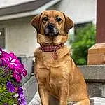Dog, Dog breed, Carnivore, Plant, Collar, Fawn, Flower, Companion dog, Dog Collar, Snout, Working Animal, Liver, Annual Plant, Canidae, Whiskers, Furry friends, Working Dog, Door, Guard Dog