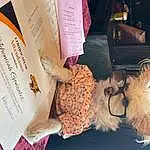 Glasses, Textile, Toy, Font, Publication, Stuffed Toy, Companion dog, Sunglasses, Plush, Event, Peach, Magenta, Furry friends, Brand, Teddy Bear, Felidae, Toy Dog, Paper, Room, Small Terrier