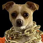 Head, Dog, Eyes, Dog breed, Carnivore, Whiskers, Companion dog, Collar, Fawn, Snout, Working Animal, Canidae, Toy Dog, Furry friends, Photo Caption, Dog Collar, Dog Supply, Chihuahua, Font
