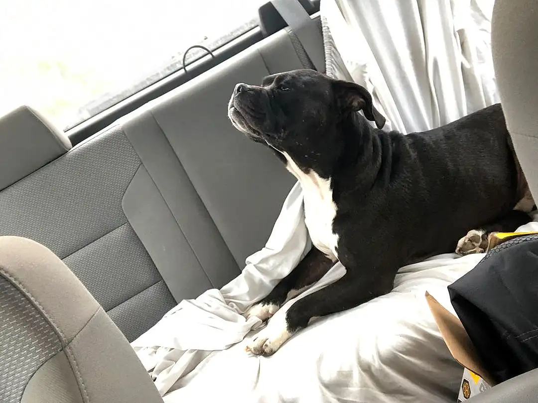 Dog, Vehicle, Comfort, Carnivore, Dog breed, Vroom Vroom, Companion dog, Vehicle Door, Head Restraint, Car Seat Cover, Car Seat, Auto Part, Sitting, Automotive Design, Personal Luxury Car, Family Car, Canidae, Luxury Vehicle, Dog Collar