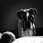 Dog, Eyes, Dog breed, Carnivore, Jaw, Flash Photography, Ear, Comfort, Whiskers, Black-and-white, Fawn, Companion dog, Snout, Working Animal, Black & White, Monochrome, Canidae, Eyewear, Darkness
