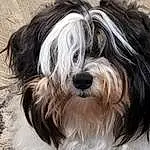 Dog, Carnivore, Dog breed, Companion dog, Working Animal, Toy Dog, Snout, Terrier, Small Terrier, Canidae, Liver, Furry friends, Biewer Terrier, Maltepoo, Water Dog, Non-sporting Group, Terrestrial Animal