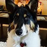 Dog, Dog breed, Leg, Carnivore, Whiskers, Companion dog, Herding Dog, Snout, Collie, Collar, Working Animal, Furry friends, Canidae, Plant, Rough Collie, Working Dog, Terrestrial Animal, Foot, Dog Collar
