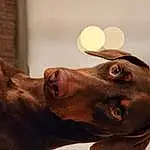 Dog, Dog breed, Carnivore, Jaw, Liver, Working Animal, Ear, Gesture, Whiskers, Fawn, Snout, Wood, Close-up, Canidae, Companion dog, Pointing Breed, Weimaraner, Guard Dog, Furry friends