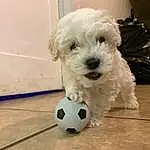 Dog, Carnivore, Dog breed, Sports Equipment, Football, Soccer, Companion dog, Ball, Toy Dog, Working Animal, Snout, Soccer Ball, Canidae, Terrier, Small Terrier, Shih-poo, Poodle, Maltepoo