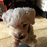 Dog, Carnivore, Dog breed, Companion dog, Toy Dog, Snout, Small Terrier, Terrier, Working Animal, Furry friends, Dog Supply, Canidae, Maltepoo, Poodle Crossbreed, Bichon, Yorkipoo, Non-sporting Group