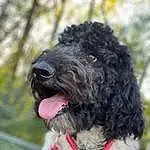 Dog, Water Dog, Dog breed, Carnivore, Collar, Working Animal, Companion dog, Dog Collar, Poodle, Snout, Terrier, Furry friends, Canidae, Portuguese Water Dog, Spaniel, Standard Poodle, Toy Dog, Non-sporting Group, Plant