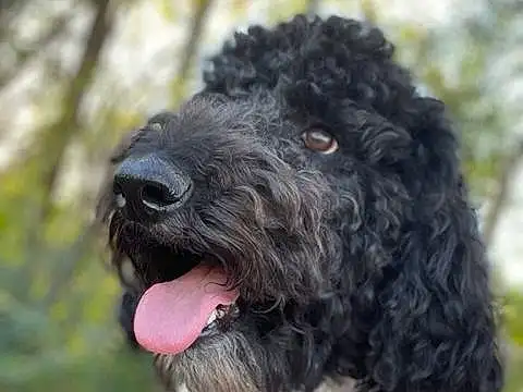 Dog, Water Dog, Dog breed, Carnivore, Collar, Working Animal, Companion dog, Dog Collar, Poodle, Snout, Terrier, Furry friends, Canidae, Portuguese Water Dog, Spaniel, Standard Poodle, Toy Dog, Non-sporting Group, Plant